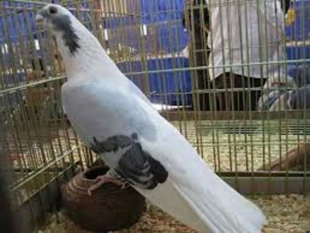 Akhdar Rayeq