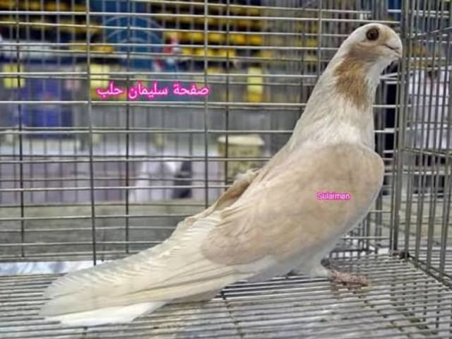 Ablaq Sokrota