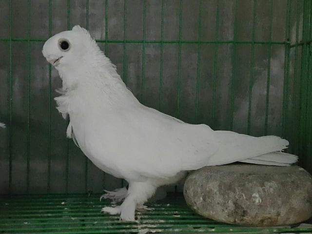 البنيدي كشك