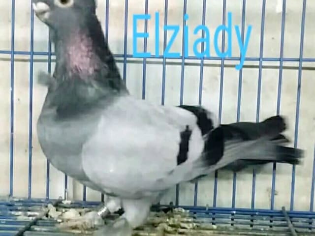 الأزازي كشك