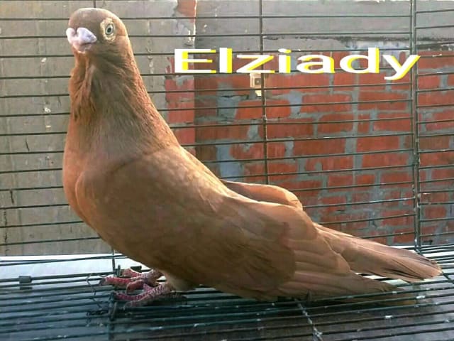 الأكول غُزار
