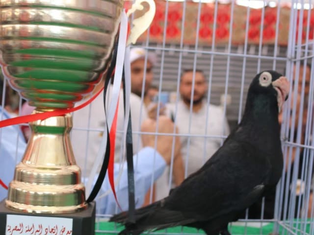 المراسلة الأسود