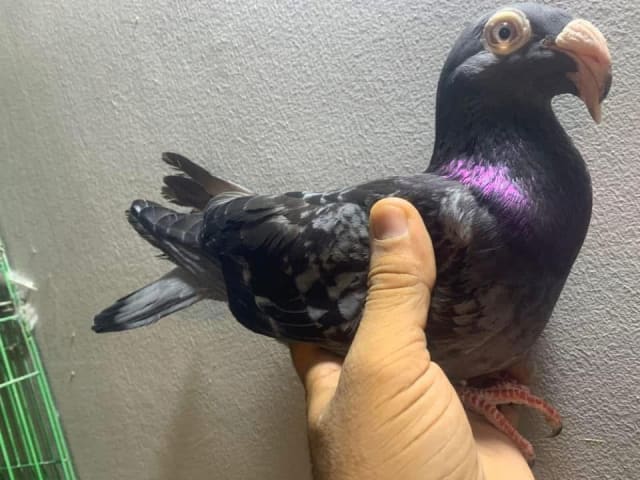 البيوت غير الأساسية