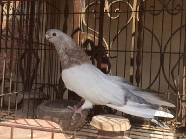 Al-Khalili