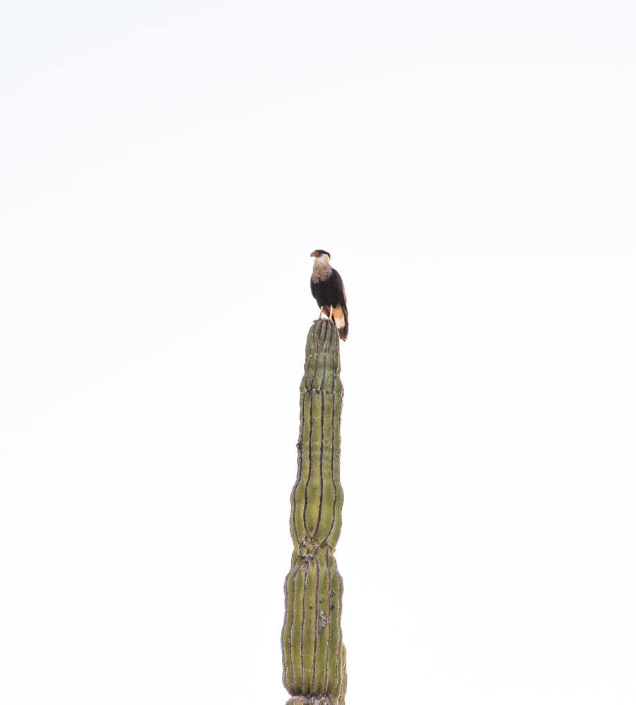 I took this out of a cheap rental car in Baja, Mexico.  On the recommendation of our AirBnB host we'd gone looking for a secret snorkeling spot.  We got stuck found an empty beach and I took this.