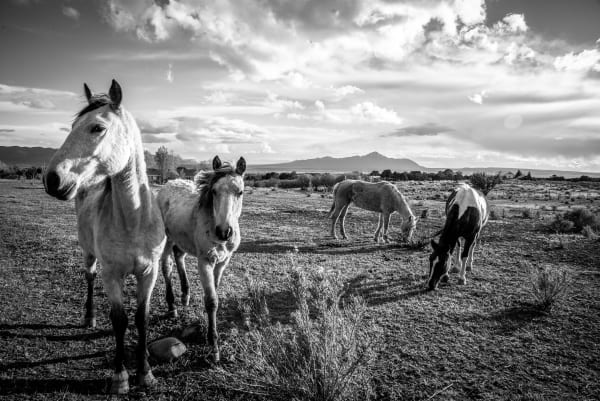 A photo of some local horses in Dolores in Black and White