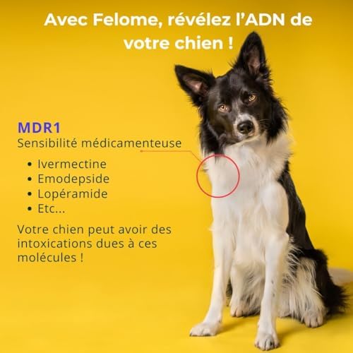 Vue 3 de Felome Test Adn Mdr