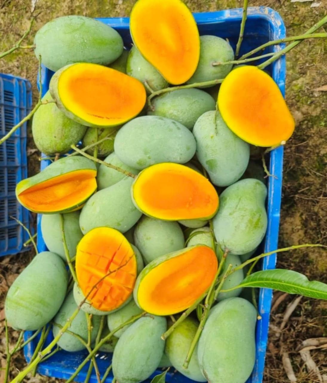 রাজশাহীর আম