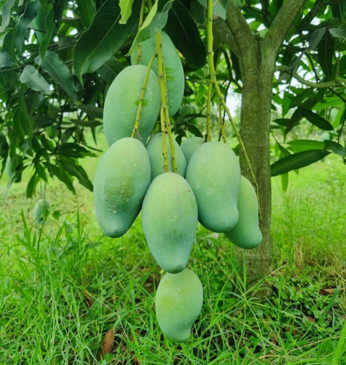আম্রপালি