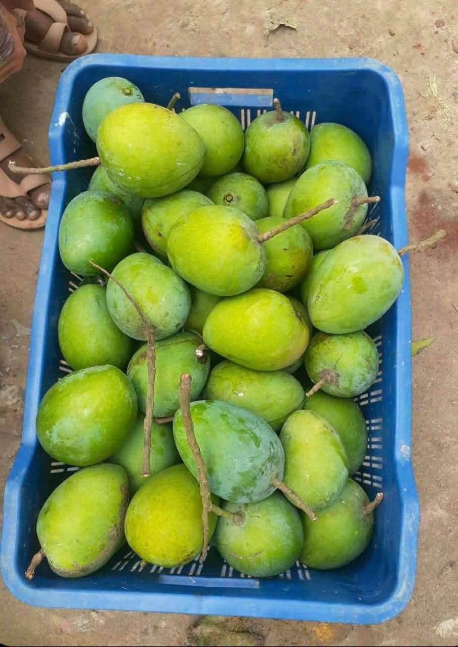 হাড়ীভাঙ্গা আম