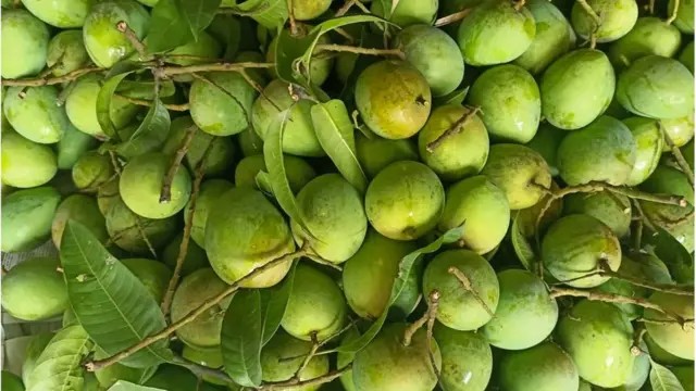 রংপুরের হাড়ীভাঙ্গা আম