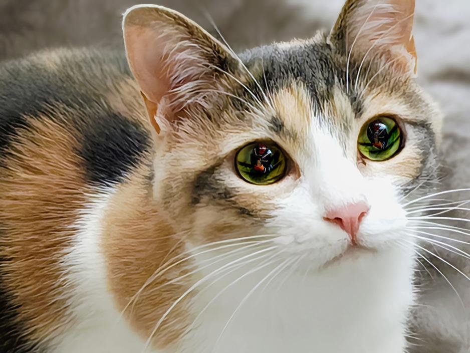 校内で撮影した猫の写真