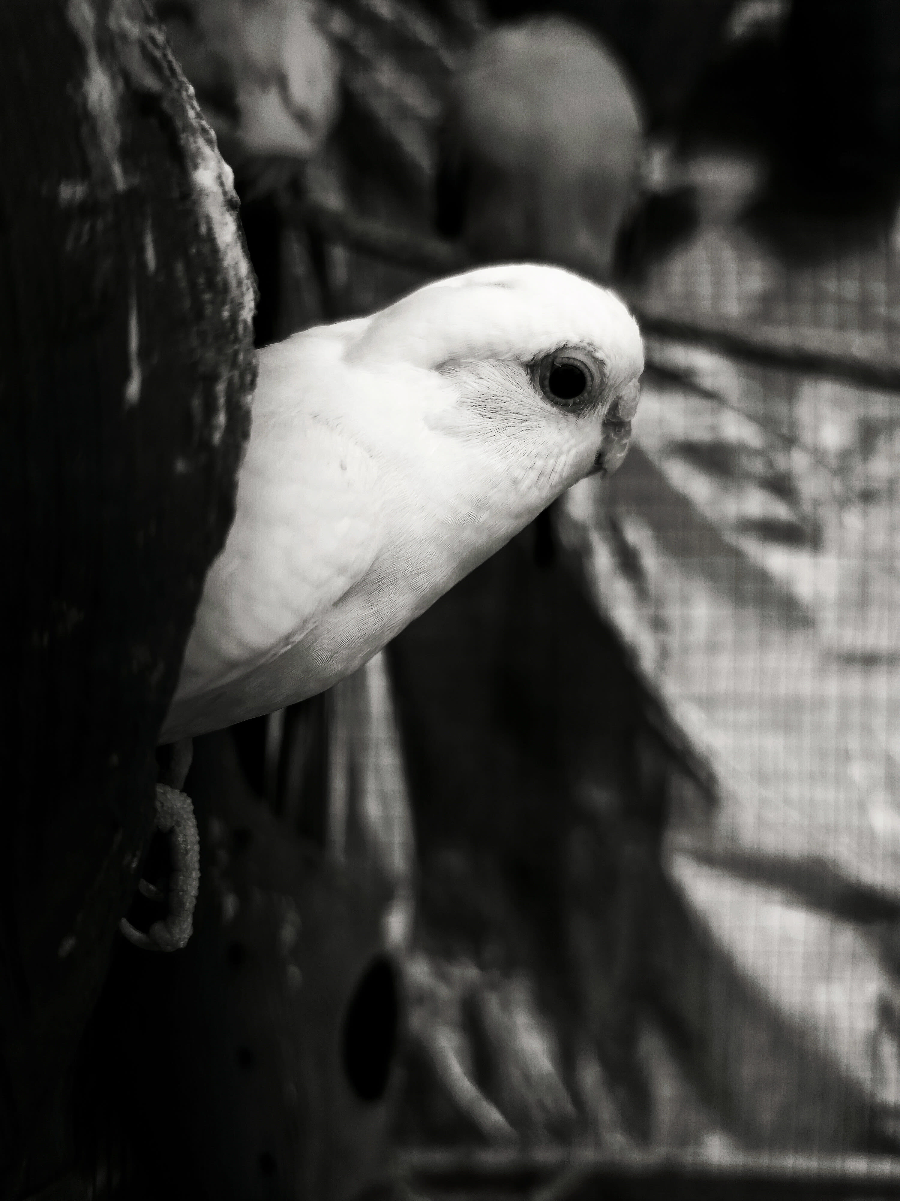 Bird Watching