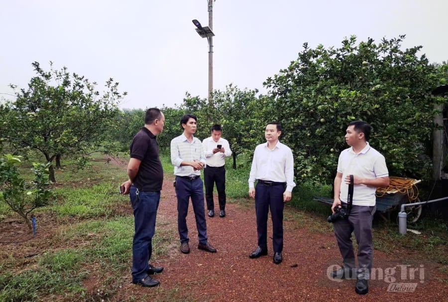 Đoàn công tác khảo sát mô hình canh tác cam sạch tại xã Hải Lăng - Ảnh: Đ.V