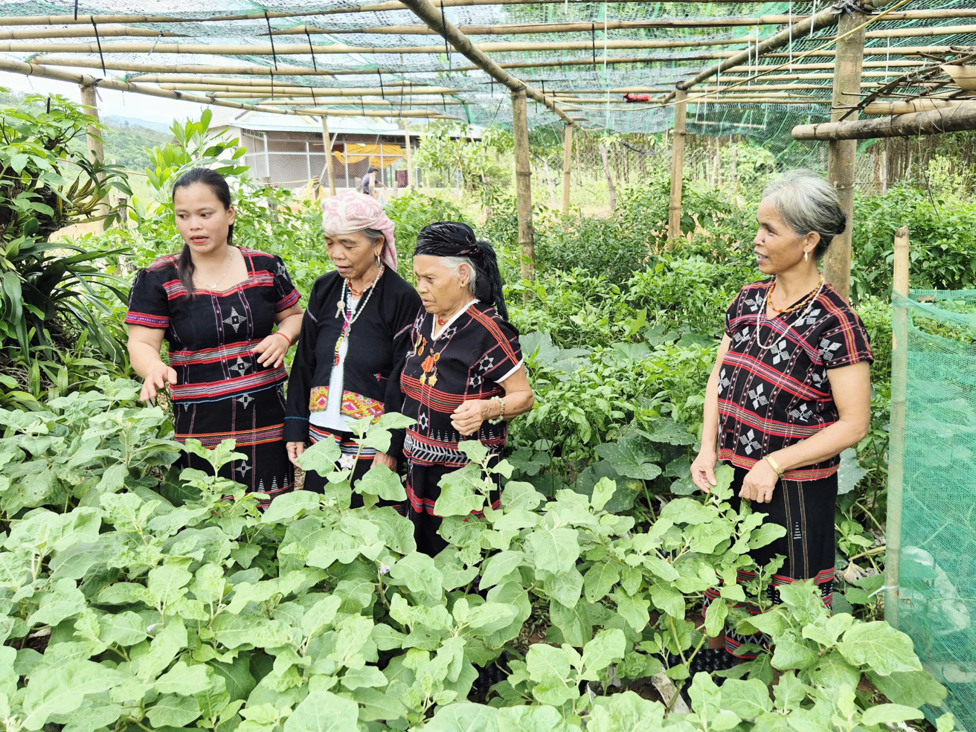 Bà Hồ Thị Vân (thứ hai, từ phải sang) chia sẻ kinh nghiệm trồng trọt, hướng dẫn phụ nữ thôn A Ngo phát triển kinh tế gia đình - Ảnh: K.S