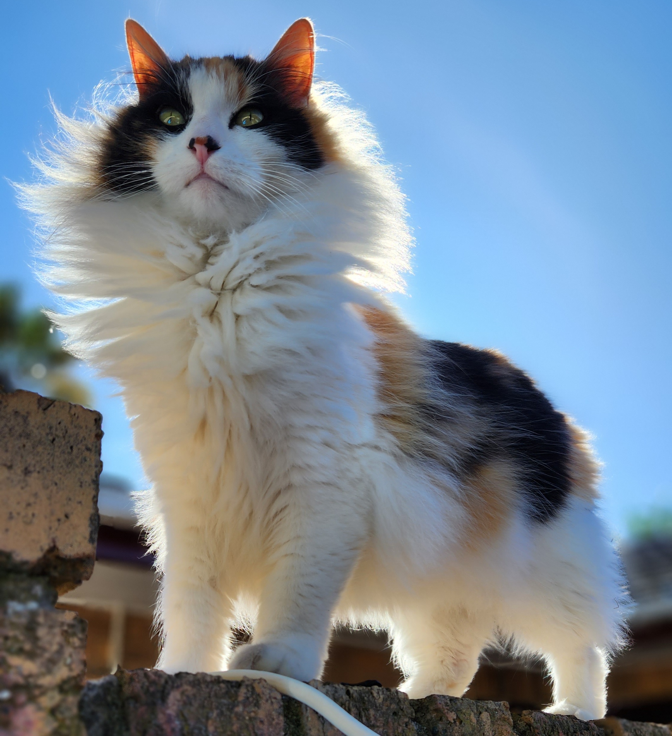 Dame Jordy Windswept McFluffington III
