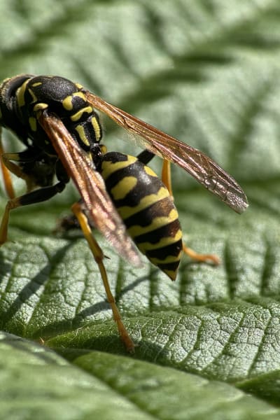 cp0tstb8gkt1xmuzksvx