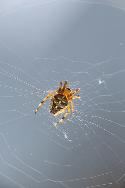 mcjut20dezh89f718mg6