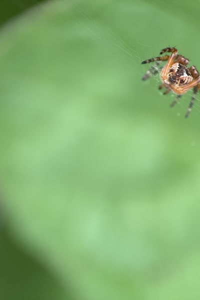 nhtehg78gcsb64mqxwxg