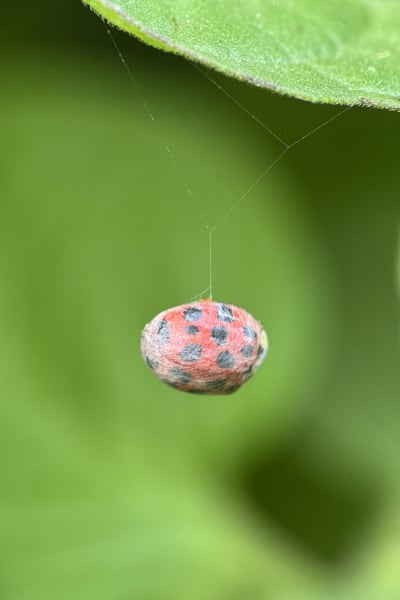 nngxfuqodginio2lqwsv