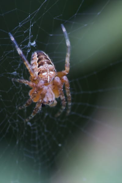 pdjehzv9lj78gxgusnv4