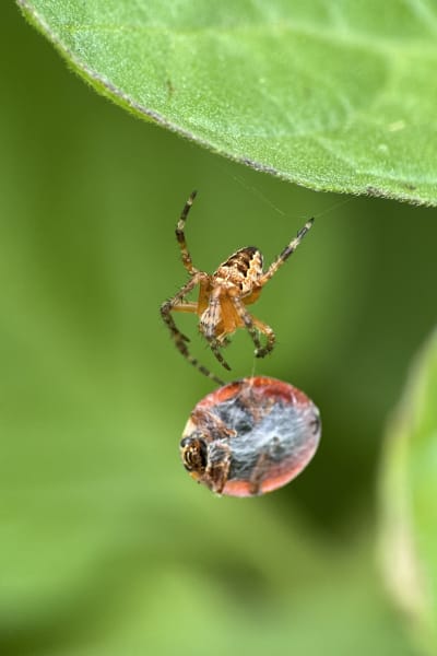 vl9ojbauieuhhs8o9qas