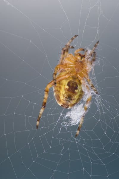 ypvfnnwtyfgf0dxzgfmp