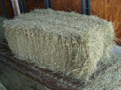 timothy hay