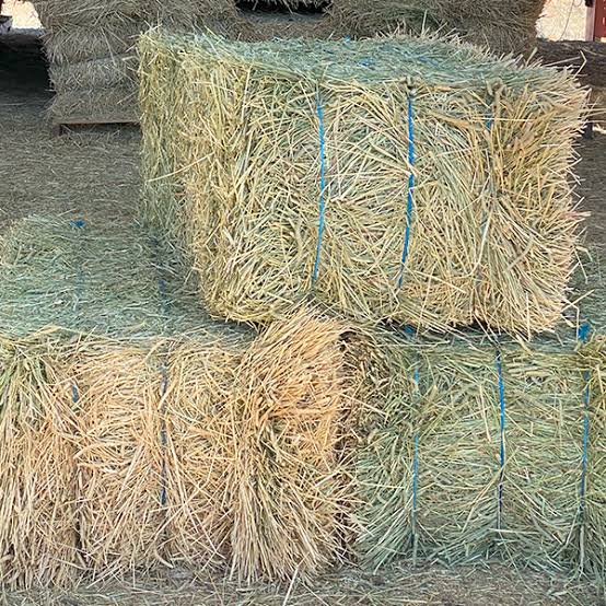 Alfalfa Hay