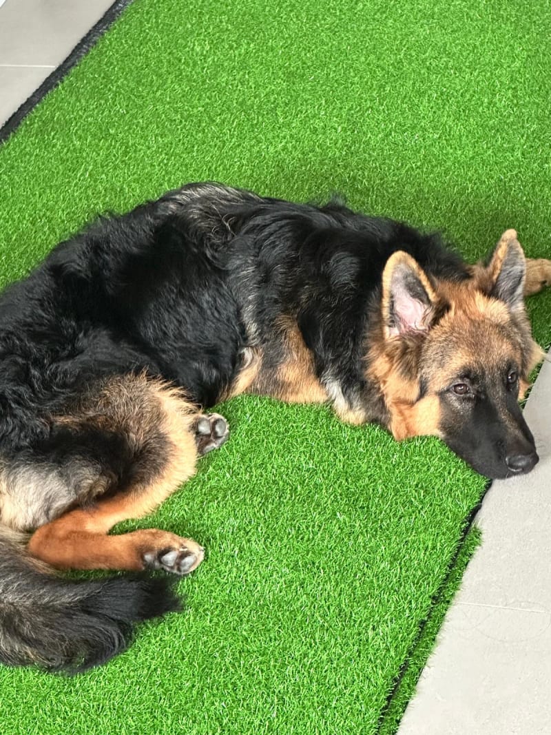 Paw'O story