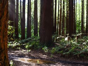 New Zealand forest