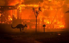 Image result for Australia bush fires