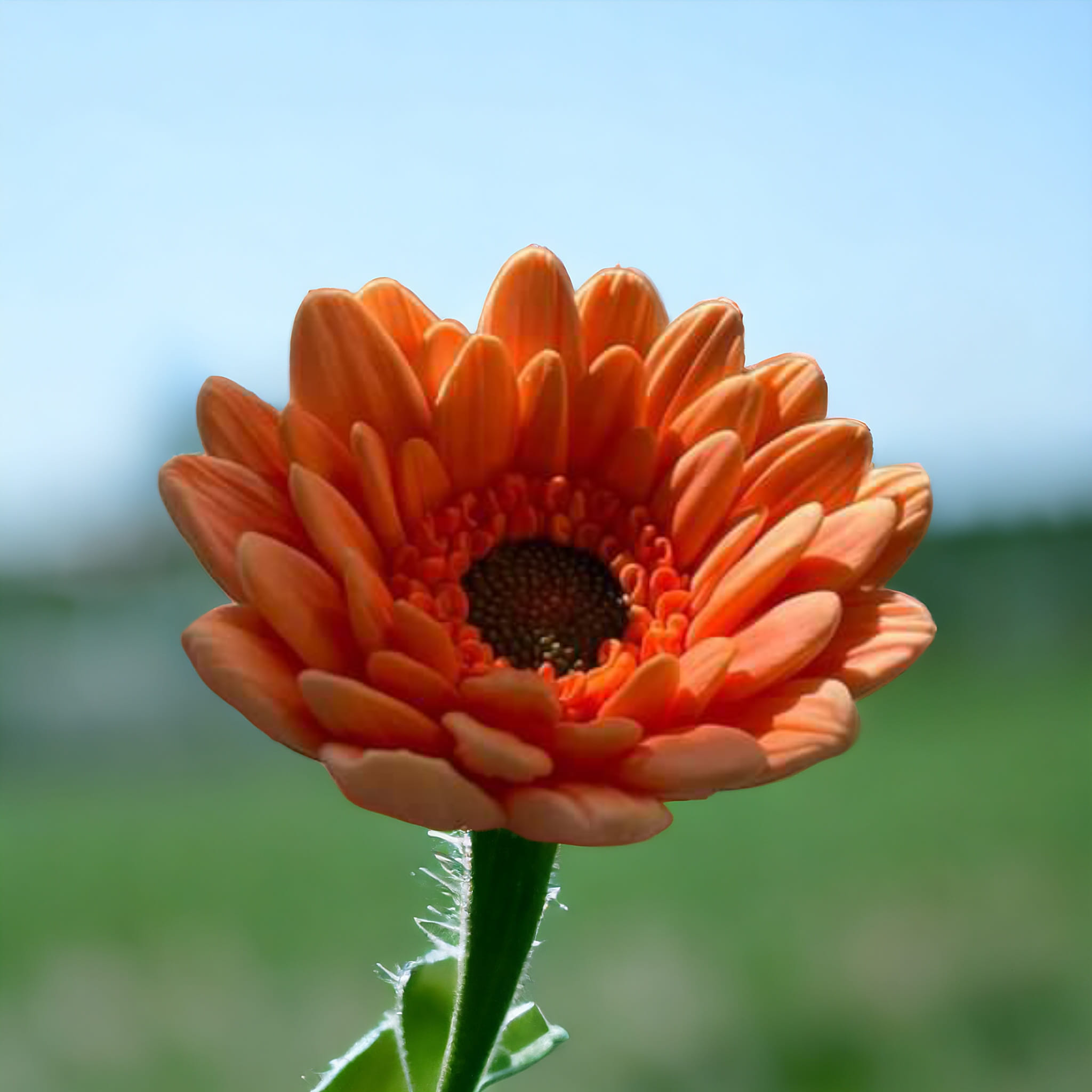 Силіконова форма гербера orange