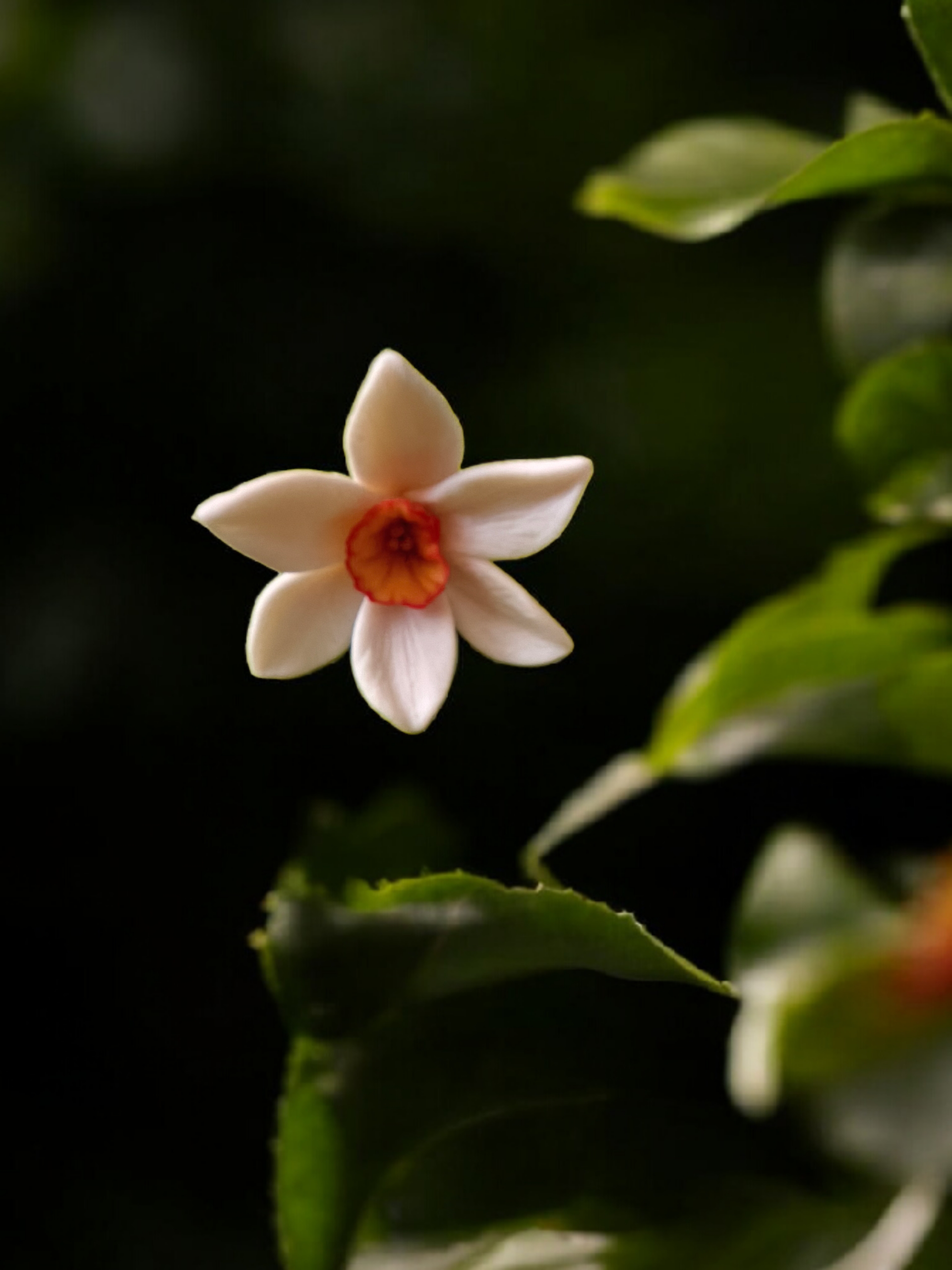 Набір силіконових форм білий нарцис