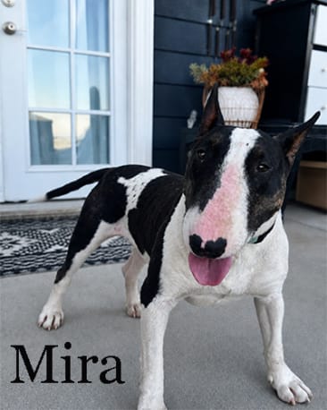 Mira the bull terrier