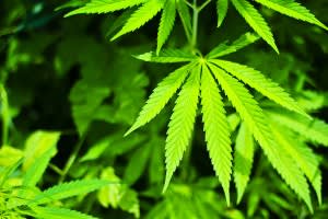 bigstock-cannabis-background-56789531-300x200