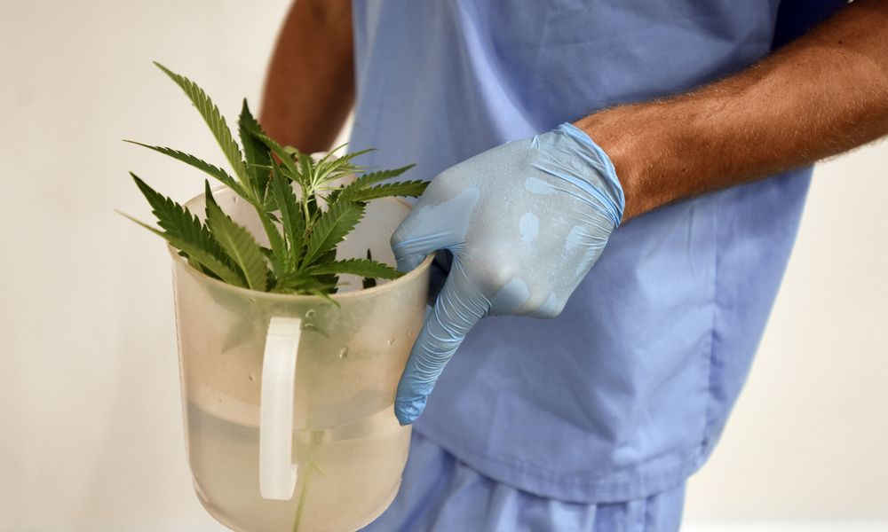 Σε 14 περιοχές εγκρίνονται επενδύσεις 350 εκατ. ευρώ για φαρμακευτική και βιομηχανική κάνναβη 1