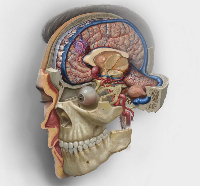 健康・医学 Micro-neurosurgical Atlas Microsurgical_00_Low?_a=BAVFB+By0