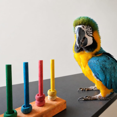 A parrot trick training with coloured sticks in the foreground.