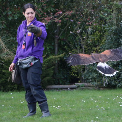 Puri free flying a hawk.
