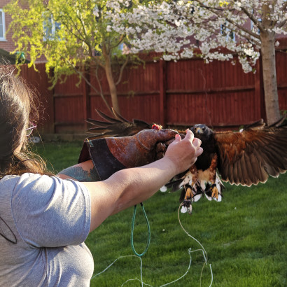 Puri receiving a harris hawk on her arm.