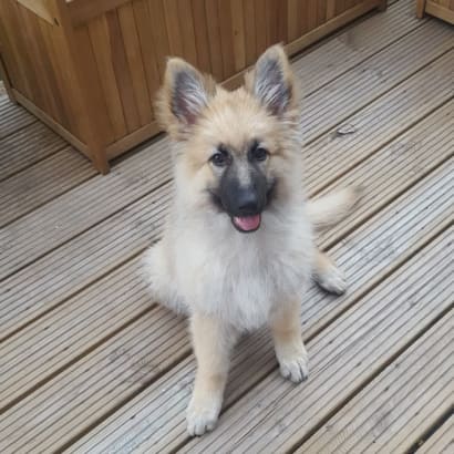 Puri training multiple dogs in a garden.