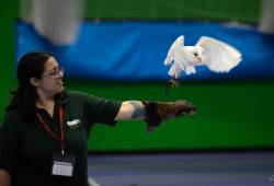 Puri free flying an owl