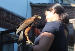 Puri and a harris hawk