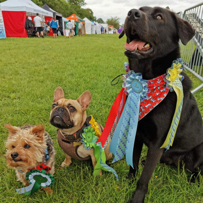 3 dogs with prize show banners posing for the camera.