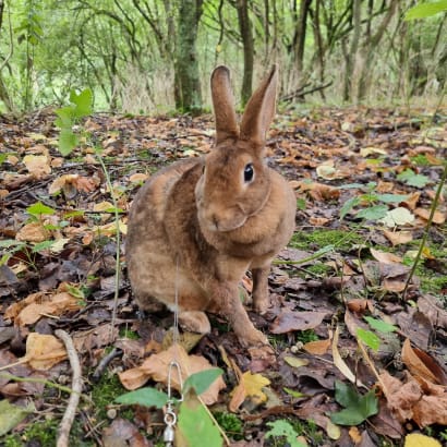 A mini rex rabbit outdoors.