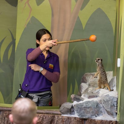 Puri target training a meercat.