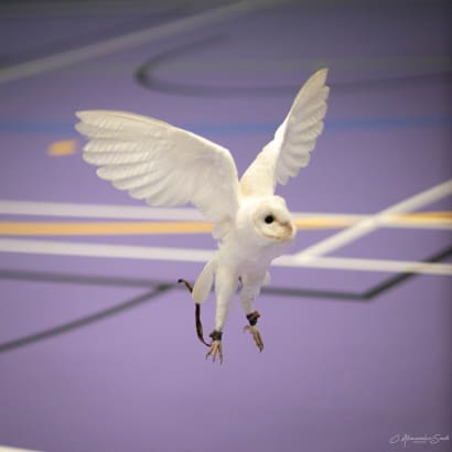 A white barn owl flying.