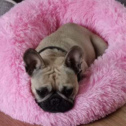 Bentley the dog in his pink bed.