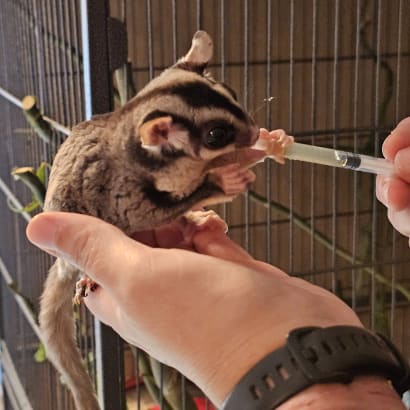 Puri administering medication to a sugar glider.